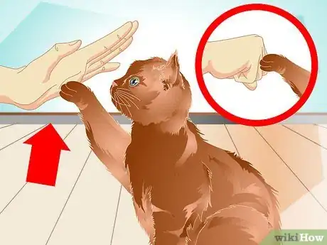 Image titled Teach a Cat to "High Five" Step 13